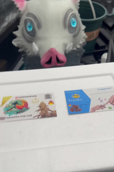 Tropicana Cookies Auto - Seed Pack Unboxing
