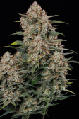Instagram Gorilla Cookies Auto