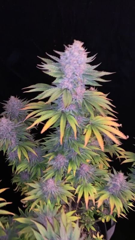 Mix Pack FF - Purple and Lime Frosty Plant on Black Backdrop