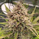 Instagram Guava Sundae Auto™