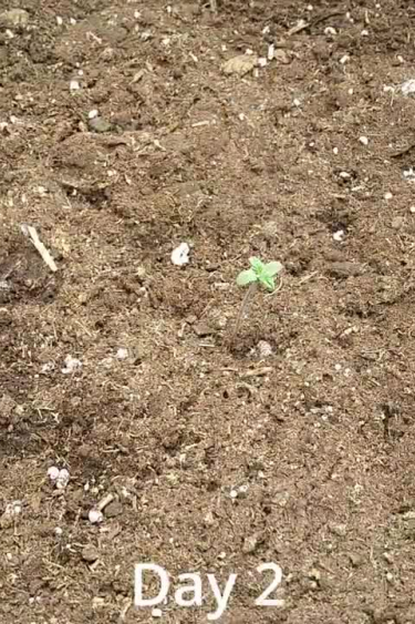 Purple Lemonade Auto - Day 2: Seedling Breaking Through the Soil