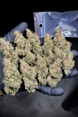 Instagram Gorilla Punch Auto
