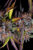 Instagram Tropicana Cookies FF