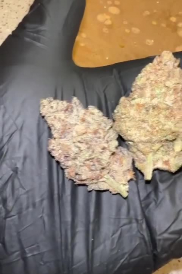 Tropicana Cookies Auto - Returned Purple Buds Held in Hand