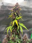 Instagram Purple Lemonade Auto RF3™