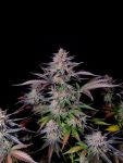 Instagram Guava Sundae Auto™