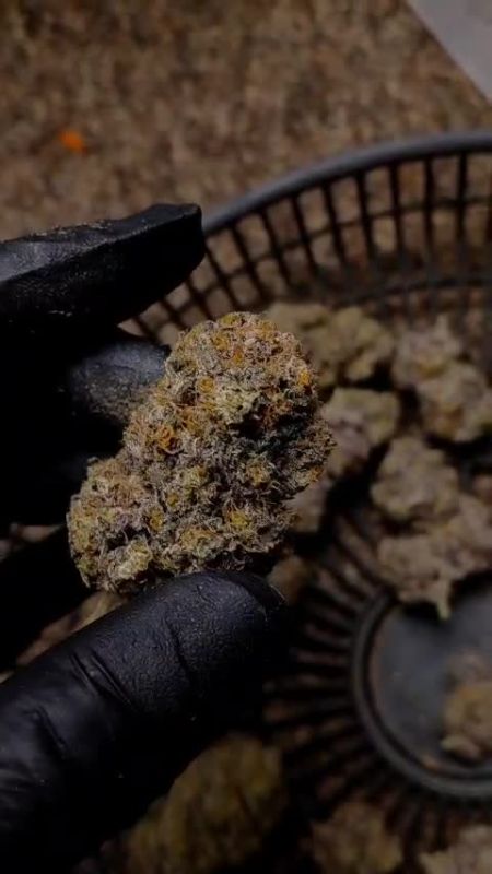 Mendo Frost Auto - Dried Buds in a Return Basket by @1s1and_t