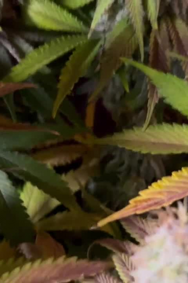 Orange Sherbet FF - Autumn Leaf Colors During Late Flowering