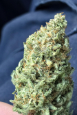 Instagram Papaya Cookies Auto™