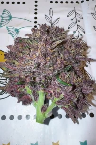 Lemon Cherry Cookies Auto - Freshly Returned Purple Bud
