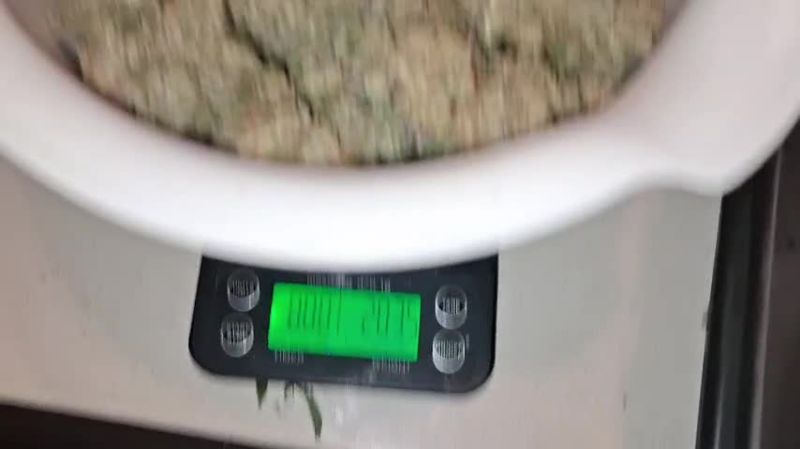 Cherry Cola Auto - Weighing the Dry Return on a Scale by @gitty1625