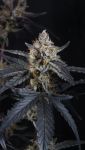 Instagram Guava Runtz Auto™