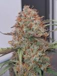 Instagram Guava Sundae Auto™