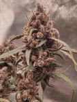 Instagram Guava Runtz Auto™