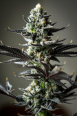 Instagram Gorilla Cookies FF