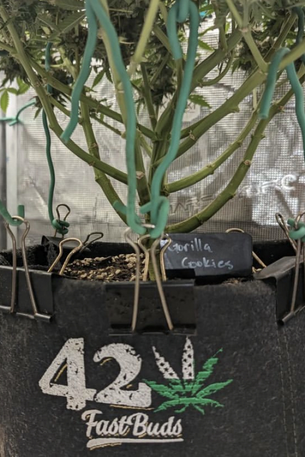 Instagram 420 Geotextile Auto Pot