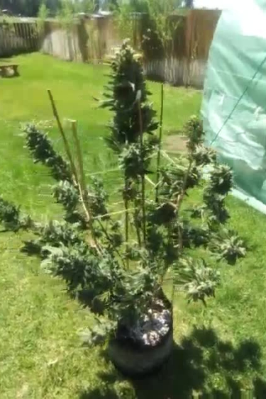 Extract Auto 1:1 (Extract Crack) - Outdoor Plant with Multiple Tall Colas