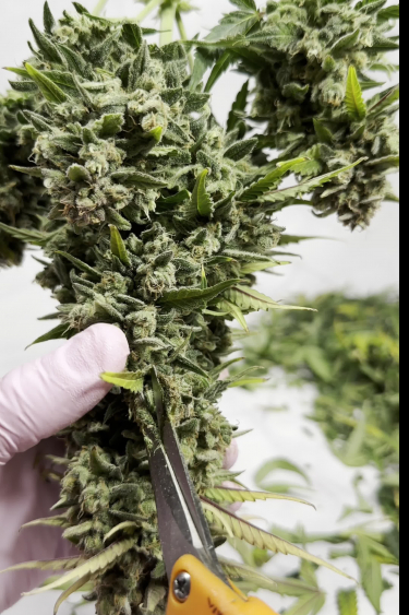 Gorilla Auto - Returned Flowering Branch Held in Hand
