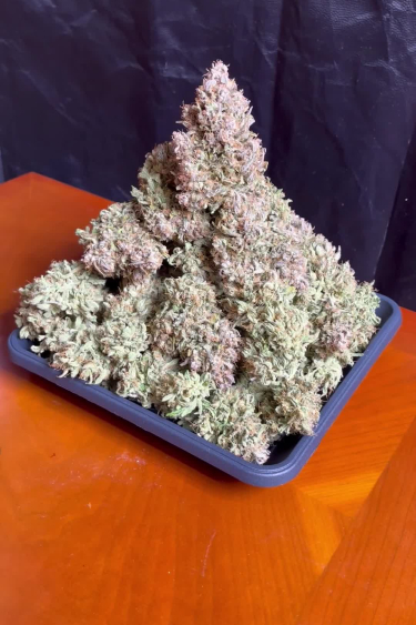 Extract Auto 1:1 (Extract Crack) - Frosty Returned Buds on Tray