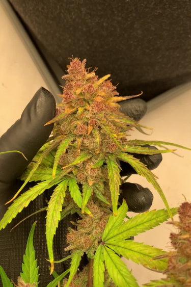 Banana Purple Punch Auto - Orange Pistils on a Developing Cola