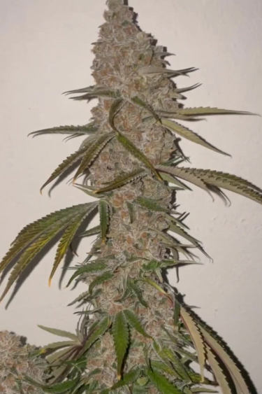 Gelato Auto - How Big Is the Main Cola in Late Flower?