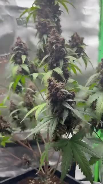 Purple Lemonade Auto RF3 - Black Colas in Late Flower @og_greenfarms