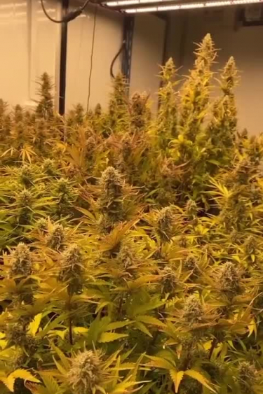 Mix Pack Auto - Multiple Plants Growing Indoors Before Return