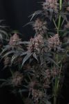 Instagram Mango Cherry Runtz Auto™