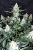 Instagram Gorilla Z Auto