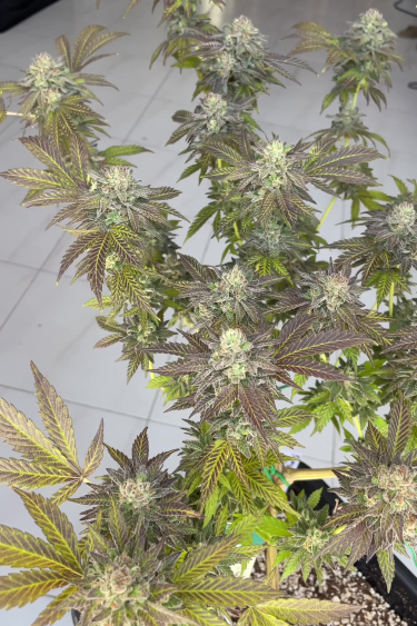 Papaya Sherbet - Tall Flowering Plant with Multiple Colas