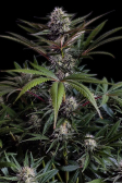 Instagram Purple Lemonade FF