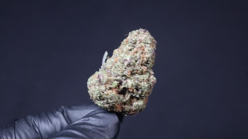 Cherry Cola Auto RF3 @Fast Buds Breeders 7
