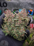 Instagram Banana Purple Punch Auto