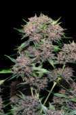 Instagram LSD-25 Auto