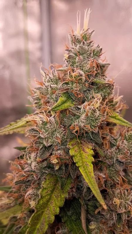 Guava Runtz Auto - Fat Main Cola Under Pink Grow Light by @blakx89