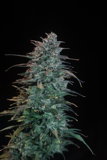 Strawberry Gorilla Auto - Large Frosty Cola on Black Background