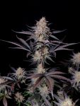 Instagram Guava Sundae Auto™