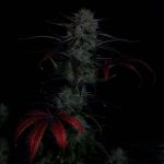 Instagram Banana Guava Auto™