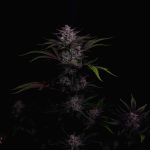 Instagram Mendo Guava Auto™
