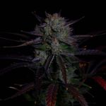 Instagram Banana Guava Auto™