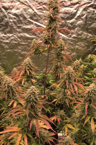 AK Auto - Mature Plant with Orange Pistils Close Up