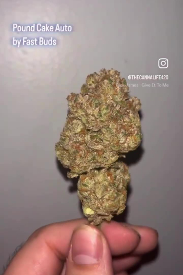 Pound Cake Auto - Dried Bud Showing Size After Return