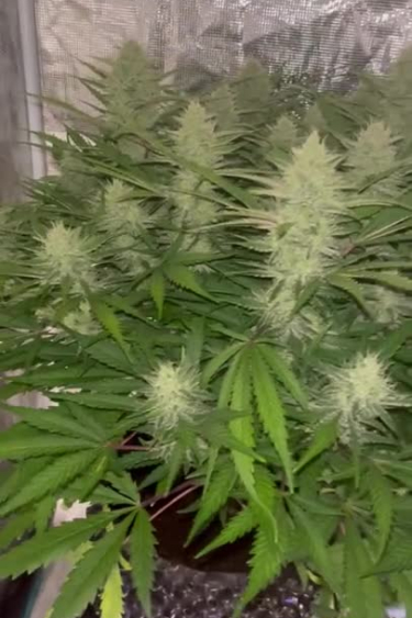 Ztrawberriez Auto - Multiple Colas Filling the Canopy