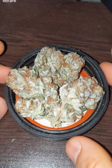 Papaya Cookies Auto - Dried Buds in Glass Bowl