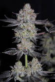 Instagram Tropicana Cookies FF