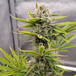 Instagram Mendo Frost Auto™