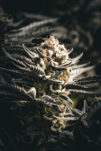Instagram Gorilla Cookies Auto