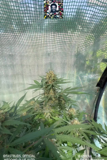 Wedding Glue Auto - Indoor Plant During Flowering
