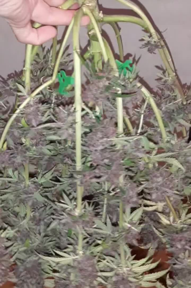 Banana Purple Punch Auto - Branches Loaded with Purple Buds