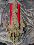 Instagram Mango Cherry Runtz Auto™